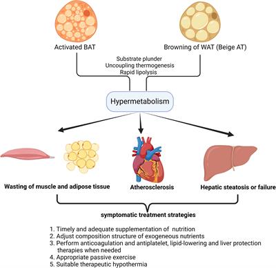 Hyperactive browning and hypermetabolism: potentially dangerous element in critical illness